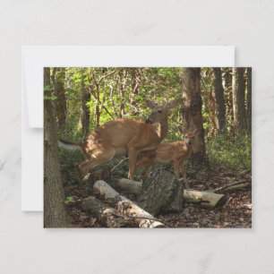 Carte Cerf et Biche au Parc National de Shenandoah