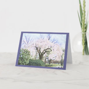 Carte Cerise pleurante dans le Washington DC