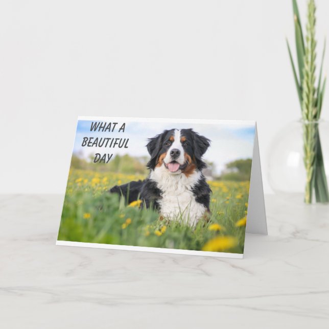 CARTE **C'EST L'ANNIVERSAIRE DE NOTRE VÉTÉRINAIRE** (Devant)