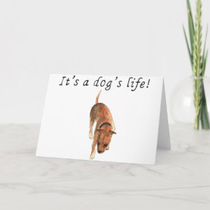 Carte C'est une vie de chien Cute Staffordshire Bull Ter