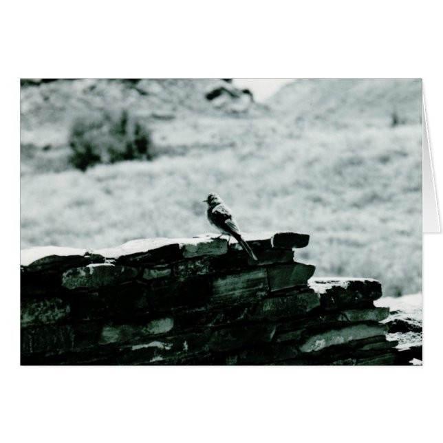 Carte Chaco Bird (Devant horizontal)