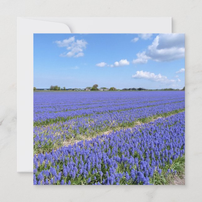 Carte Champ de Hyacinthes (Devant)