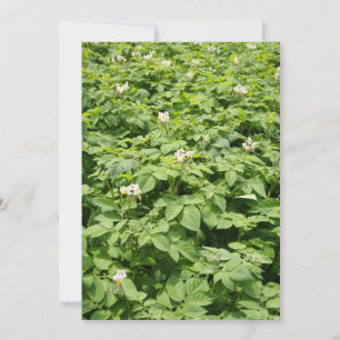 Carte Champ de pomme de terre