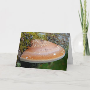 Carte champignon de la poignée