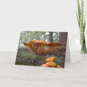 Carte Champignons13