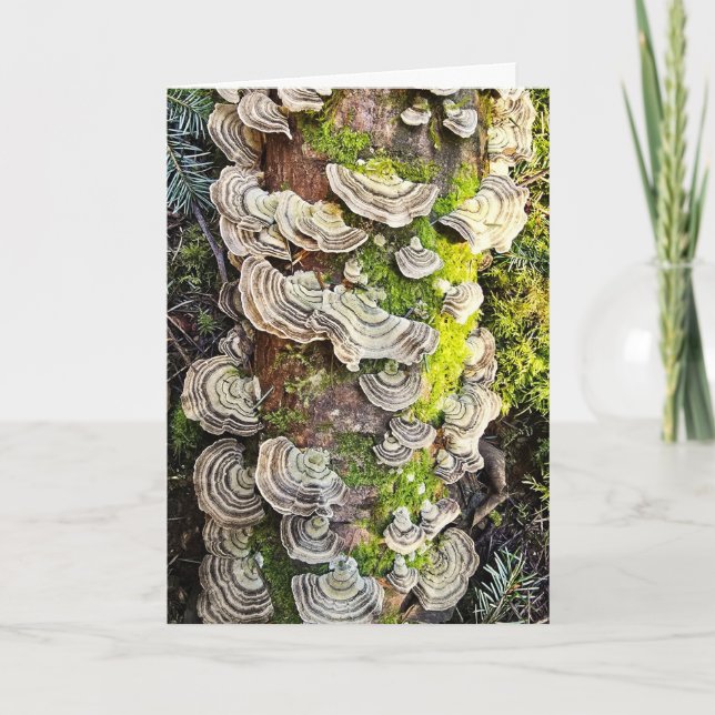 Carte Champignons à queue de dinde (Devant)