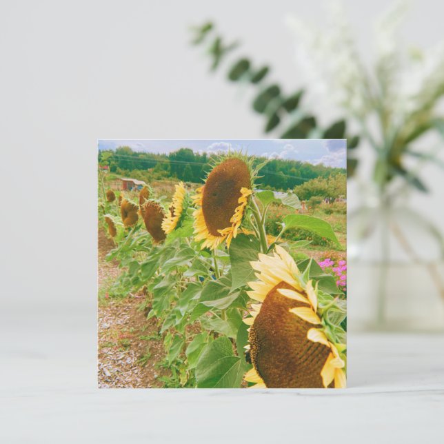 Carte Champs de tournesol (Debout devant)