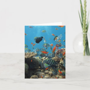 Carte Chaos des poissons tropicaux