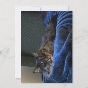 Carte Chat à Coon Maine Maine, mignonne et drôle