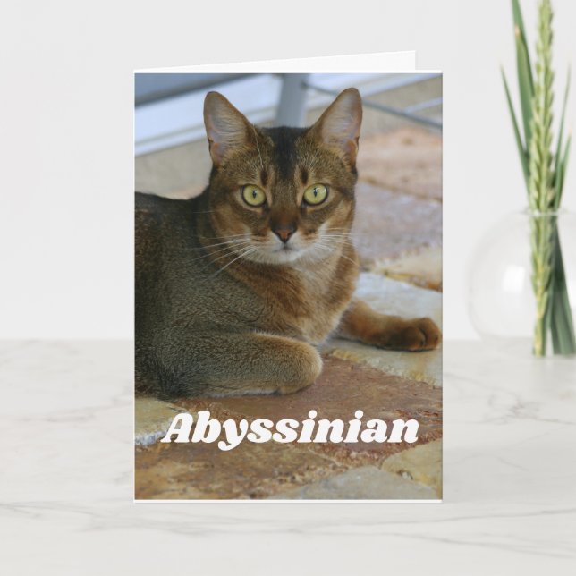 Carte Chat abyssinien (Devant)
