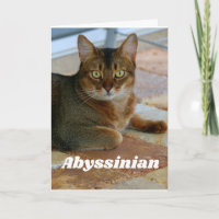 Chat abyssinien