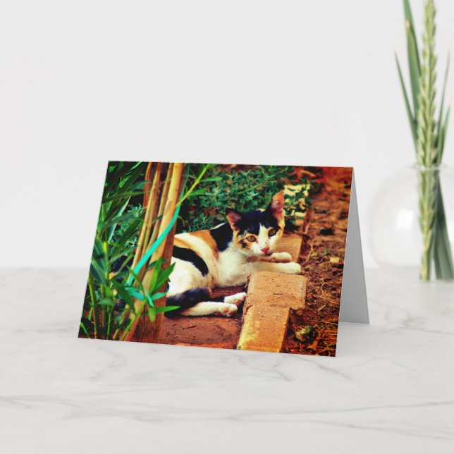 Carte Chat agréable (Devant)