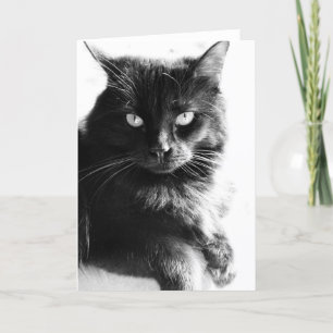 Carte Chat assez noir noir et blanc de photo, notes