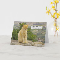 CHAT ASSIS SUR UN ROCHER, YEUX FERMÉS, HUMOUR, AM