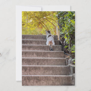 Carte Chat aux aguets