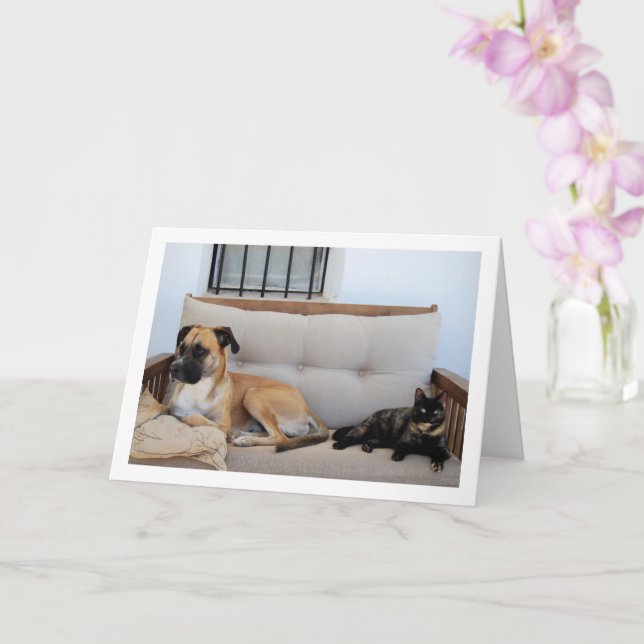 Carte Chat avec chien sur banc (Orchidée)