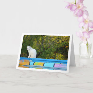 Carte Chat blanc à la piscine