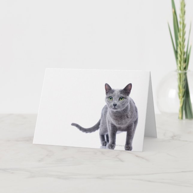 Carte Chat bleu russe (Devant)