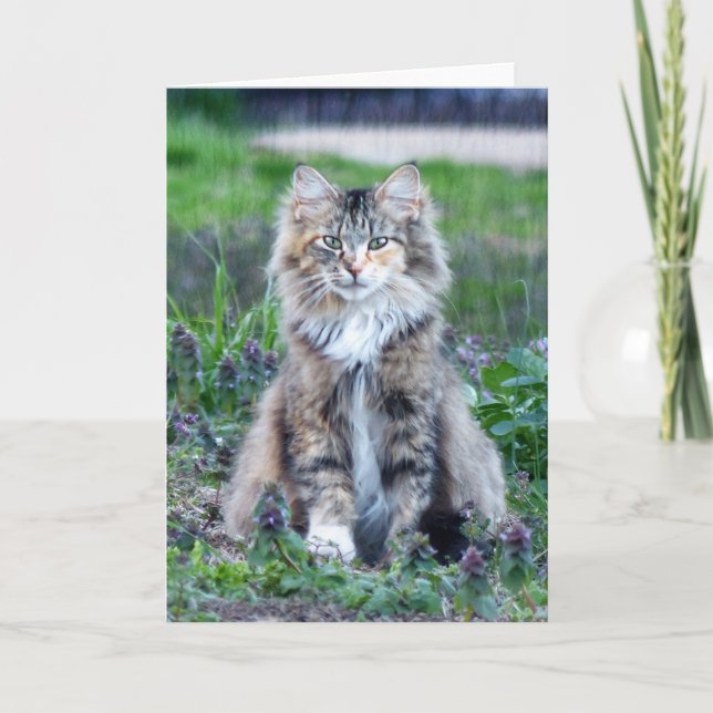 Carte Chat calico (Devant)