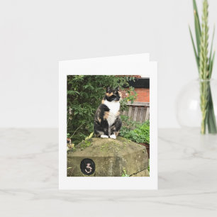 Carte Chat calico écaille de tortue et blanc