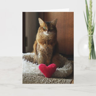 Carte Chat coeur Chat somali Saint-Valentin