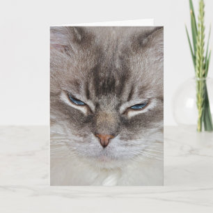 Carte Chat d'anniversaire