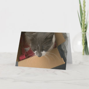Carte Chat dans la boîte