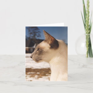 Carte Chat de neige - Profil de la pointe bleue de Siame