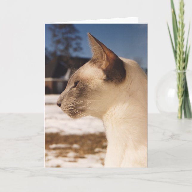 Carte Chat de neige - Profil de la pointe bleue de Siame (Devant)