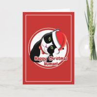 Chat de Noël