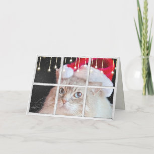 Carte Chat de Ragdoll dans la fenêtre d'hiver avec des