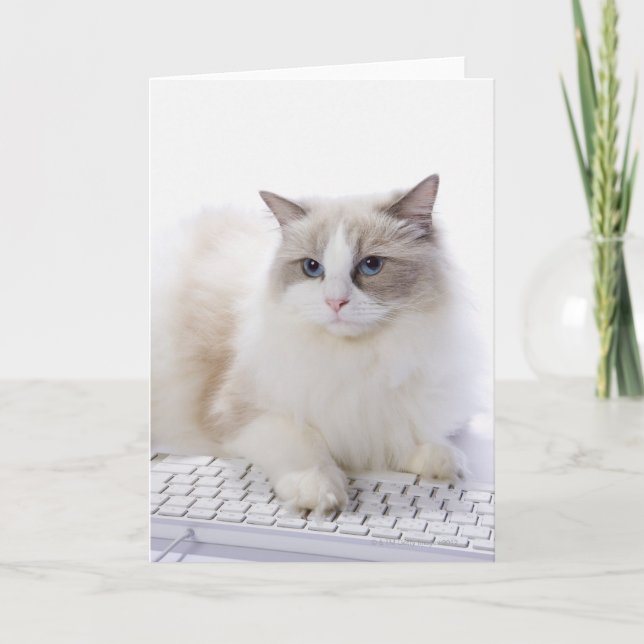 Carte Chat de Ragdoll sur le clavier d'ordinateur (Devant)
