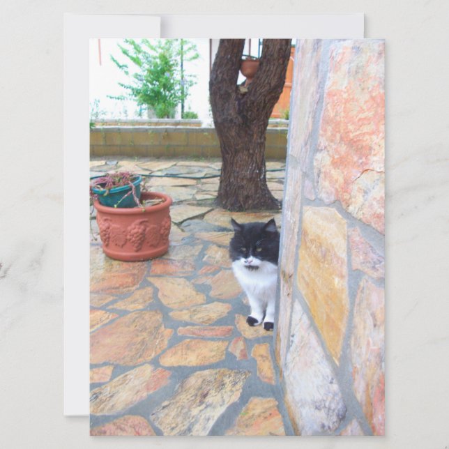 CARTE CHAT DÉTECTIF DERRIÈRE LE MUR DE PIERRE (Devant)