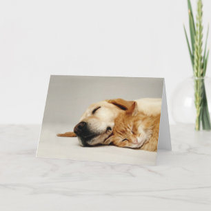 Carte Chat et chien dormant ensemble...