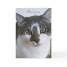 Chat gris et blanc séduisant