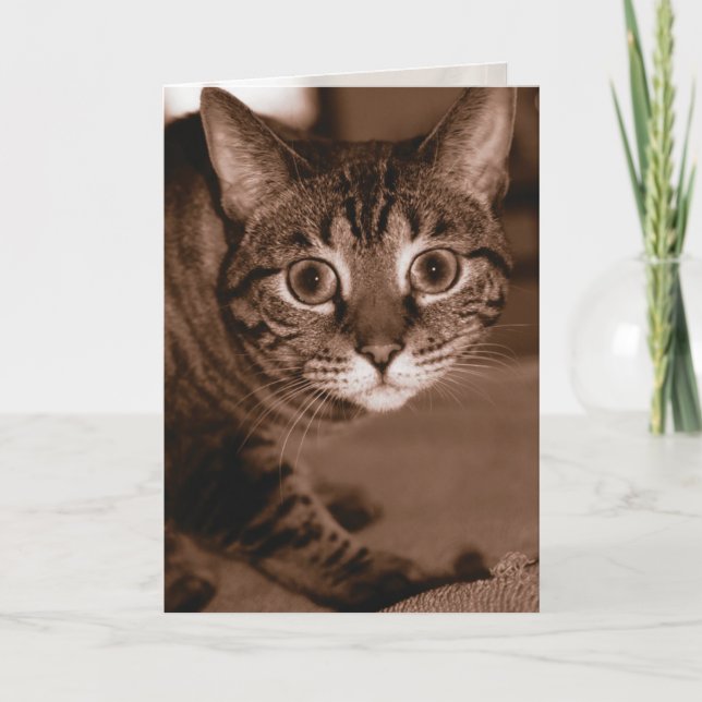 Carte Chat inquiet (Devant)