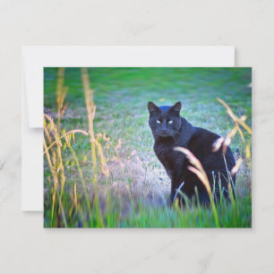 Carte Chat noir