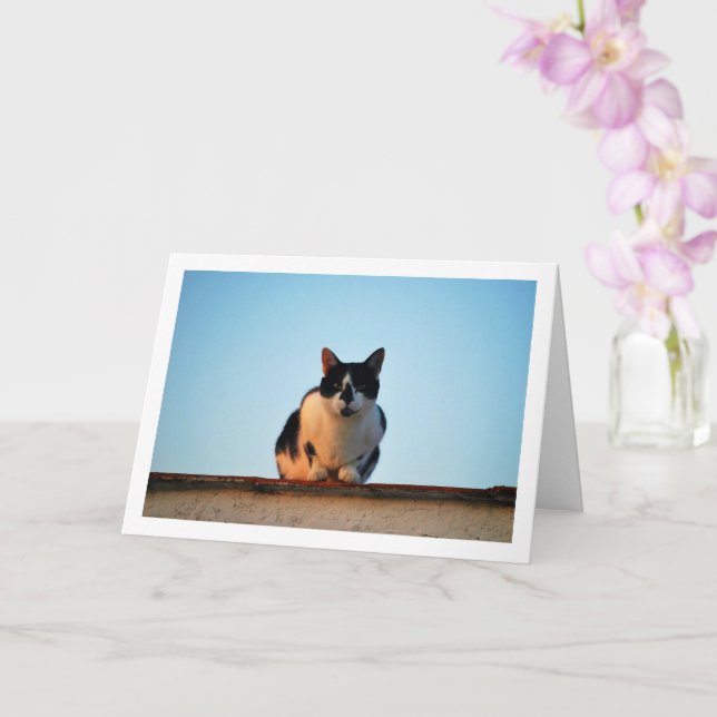 Carte Chat noir et blanc sur le toit (Orchidée)