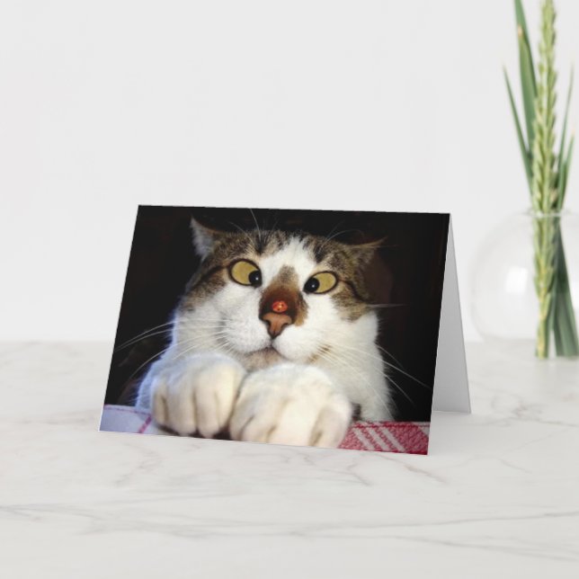 Carte Chat observé croisé et anniversaire de Ladybird (Devant)
