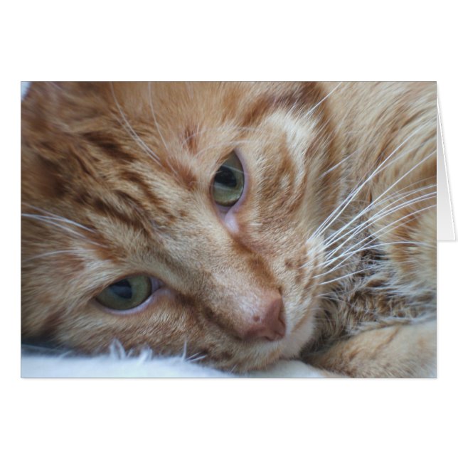 Carte Chat orange (Devant horizontal)