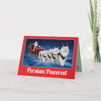 Chat persan blanc drôle Noël vacances