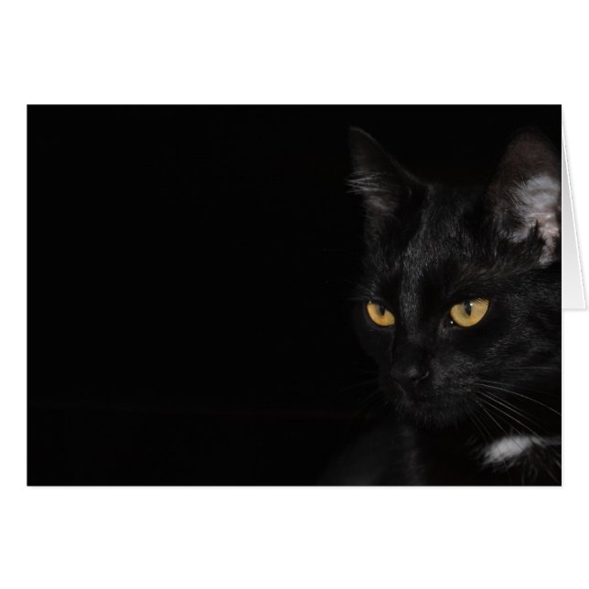 Carte - Chat - Purr (Devant horizontal)