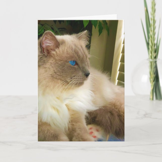 Carte Chat Ragdoll (Devant)
