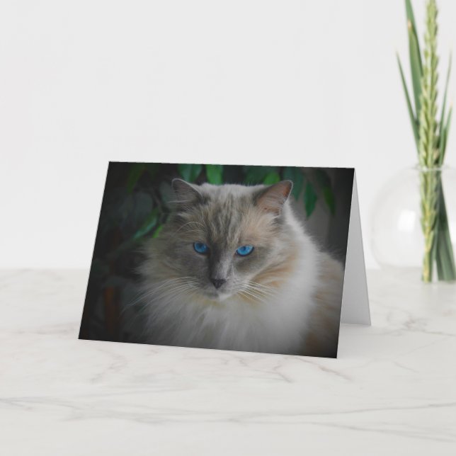 Carte Chat Ragdoll (Devant)