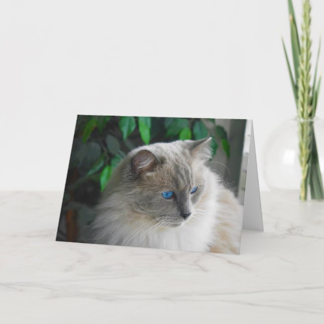 Carte Chat Ragdoll (Devant)
