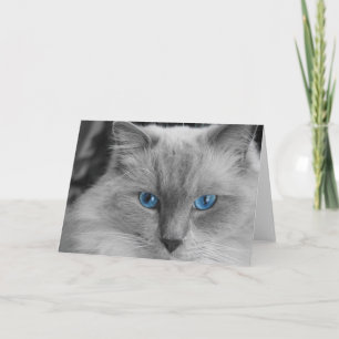 Carte Chat Ragdoll