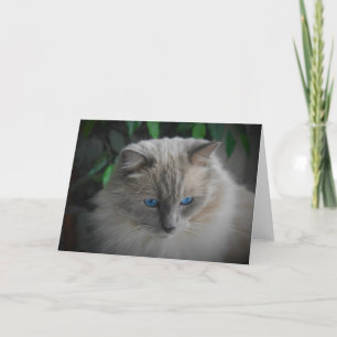 Carte Chat Ragdoll