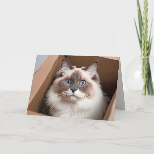Carte Chat Ragdoll Anniversaire en carton (Devant)
