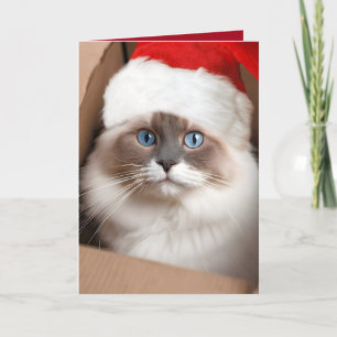 Carte Chat ragdoll de Noël dans une boîte en carton