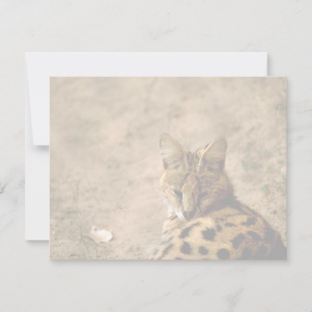 Carte Chat serval (Devant)
